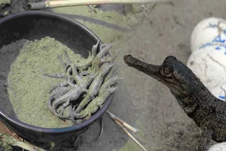 Crocodiles release in river