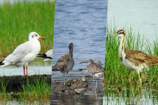 ദേശാടന പക്ഷികളുടെ കണക്കെടുപ്പ്  MIGRATORY BIRDS IN TRIVANDRUM  CONSERVATION OF WETLANDS  WORLD WIDE FUND FOR NATURE