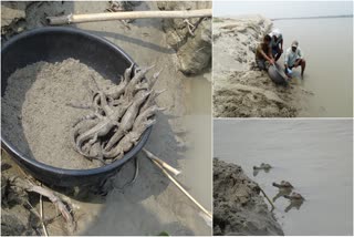 Crocodiles Released In River