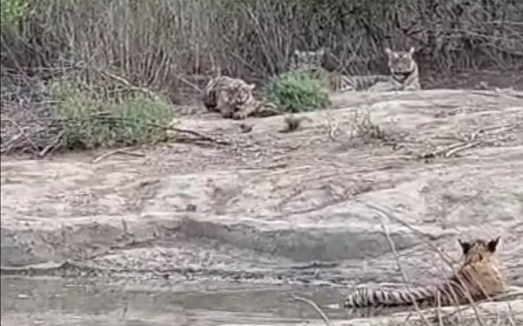 3 cubs seen in sariska