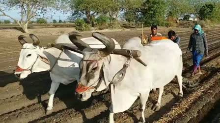 Etv Bharat Gujarat