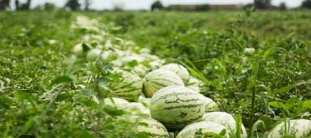 WATERMELON CULTIVATION IN SHEOHAR