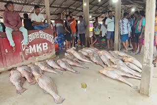 Digha Fish News