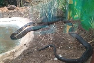 King Cobra Death in bhopal Van Vihar