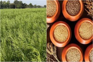 PROSO MILLET FARMING TIPS