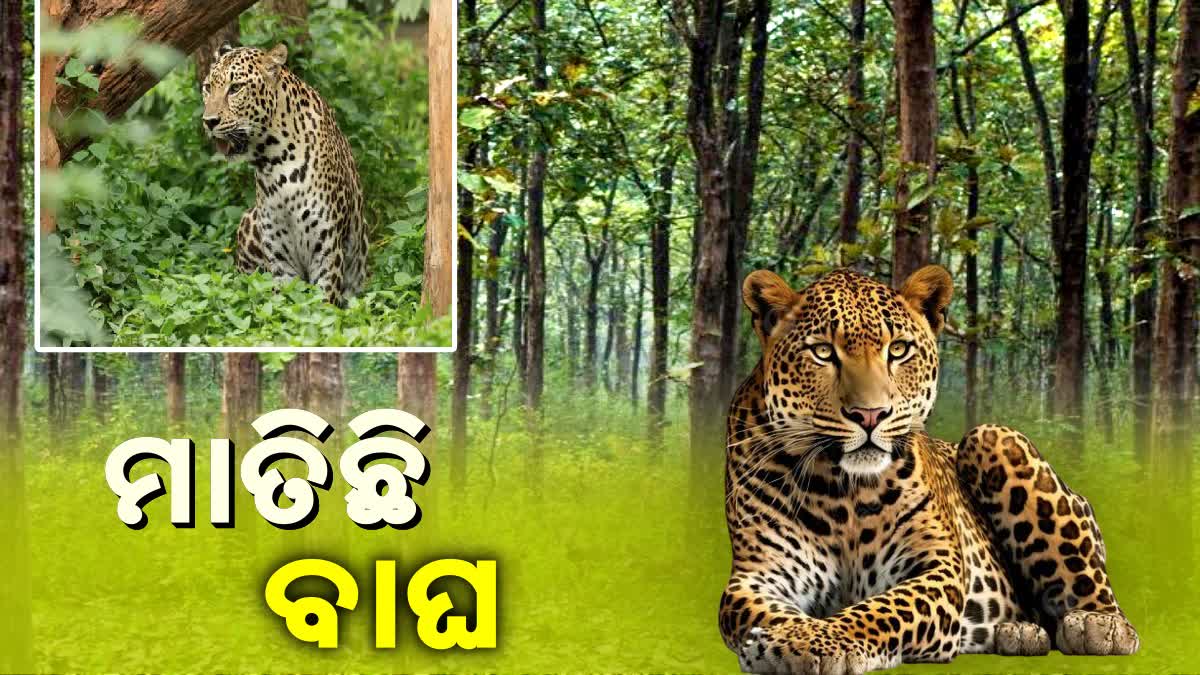 leopard terror in angul