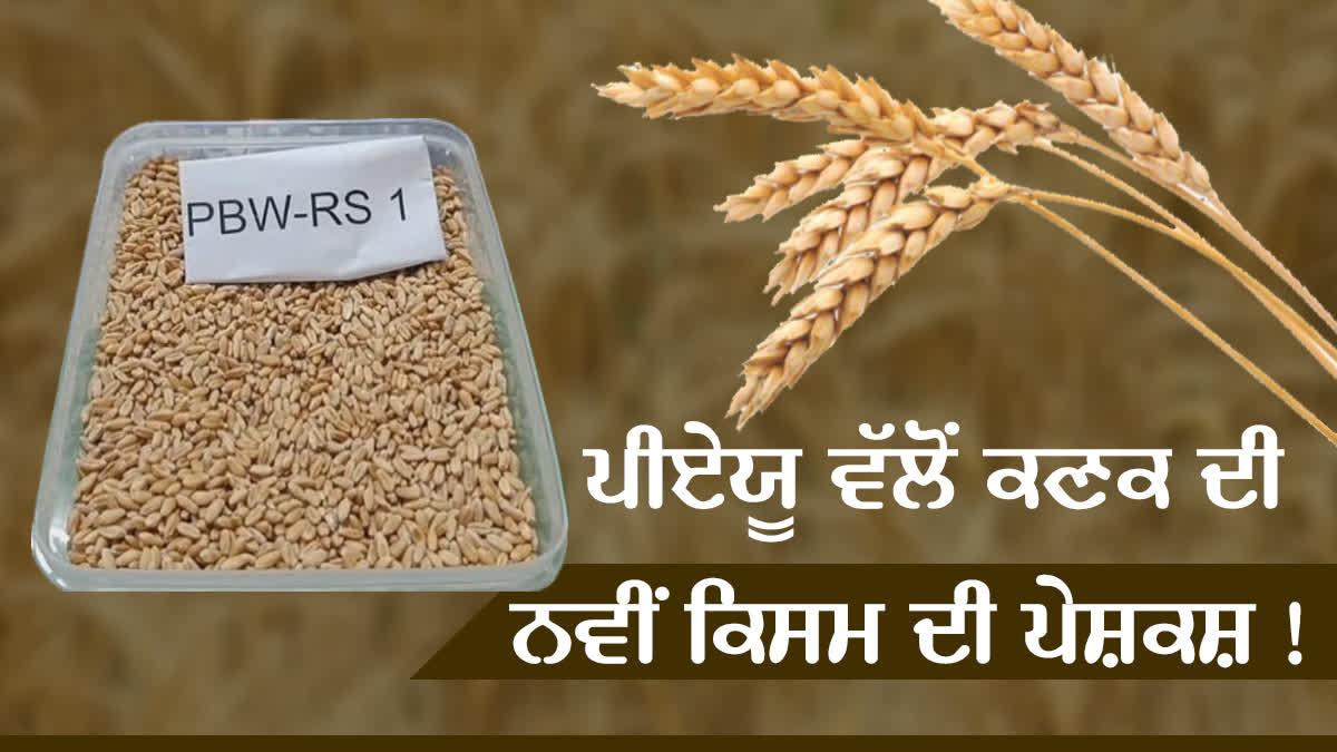 Punjab Agricultural University, New Wheat Variety Of PBW RS 1