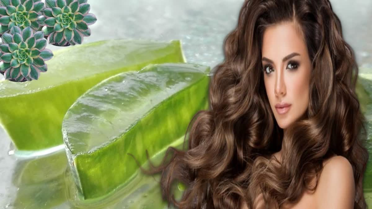 Aloe Vera Hair Pack News