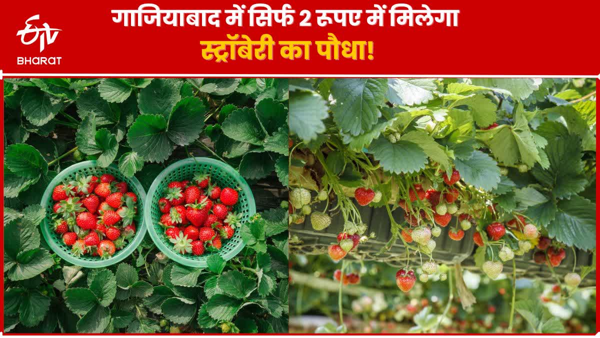 Ghaziabad में होगी स्ट्रॉबेरी की खेती