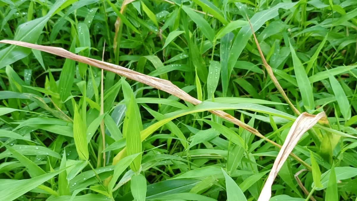 fall armyworm destroyed Maize crop in Hamirpur