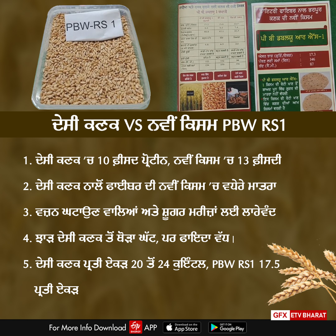 Punjab Agricultural University, New Wheat Variety Of PBW RS 1