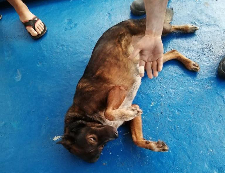 Australian Sailor And Dog Rescued