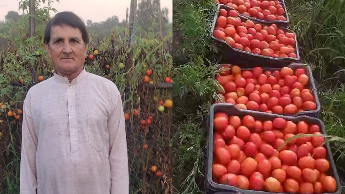 Tomato Farmer Crorepati