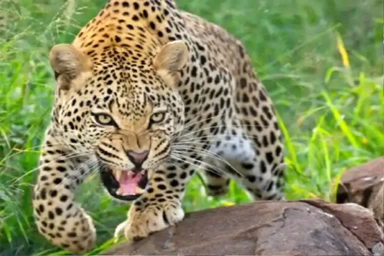 Leopard attack cases in Uttarakhand