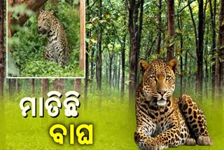 leopard terror in angul