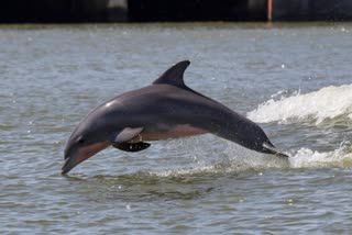 Dolphin deadbody found