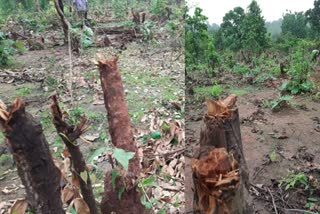 Smugglers cut down thousand teak trees