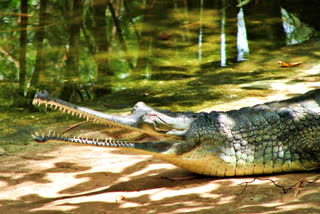 America's largest reptile sanctuary wants to import gharials from India