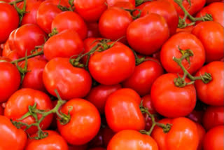 Tomatoes