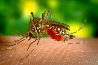 दिल्ली में बढ़े डेंगू के मामले