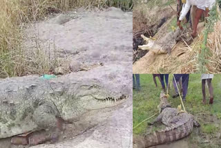 Crocodile catching videos