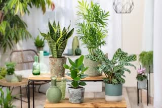 Feng Shui Plants For Vastu News