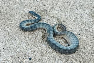 Junagadh Snake Rescue