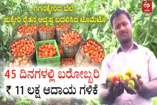 Belagavi farmer get best out of tomato farming
