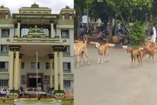 theni government hospital