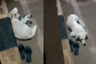 heart touching incident in andra Pradesh Dog waits for Owners overnight for return