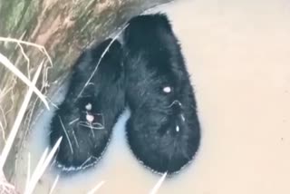 Two Bears Fell In Well