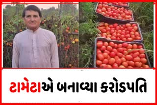 himachal-farmer-becomes-crorepati-by-selling-tomatoes-himachal-tomato-farmer-crorepati