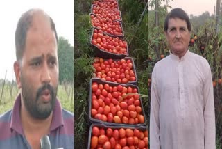 Crorepati Tomato Farmers