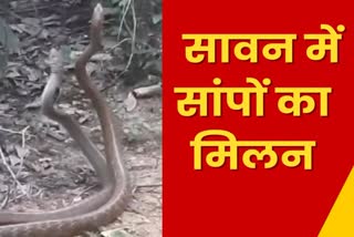 Video of mating of snakes in Sawan in Dhanbad