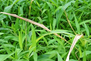 fall armyworm destroyed Maize crop in Hamirpur