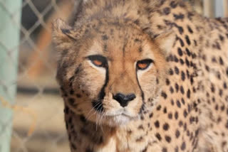 MP KUNO NATIONAL PARK CHEETAH PROJECT CHEETAH DEATH DUE TO RADIO CALLER ID SKIN INFECTION