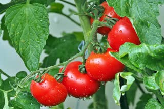 Tomato prices himachal