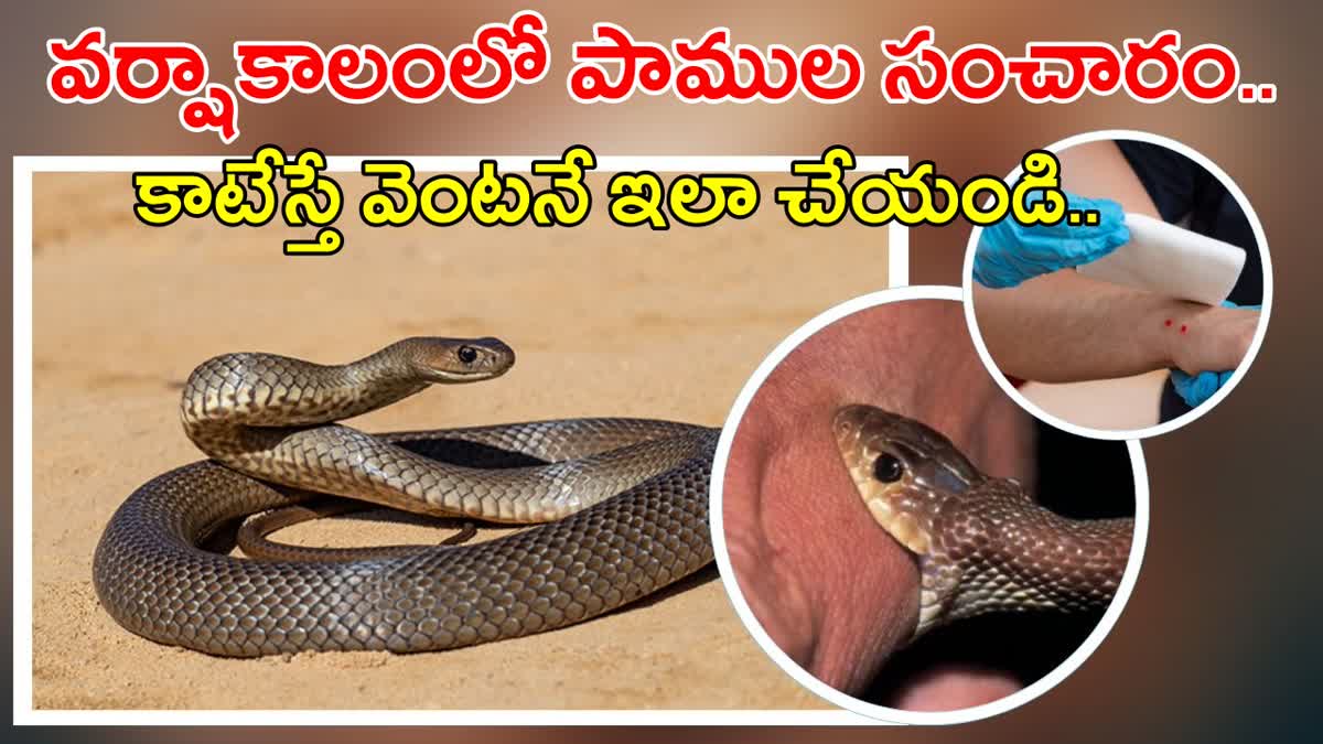 Snake Bite Precautions