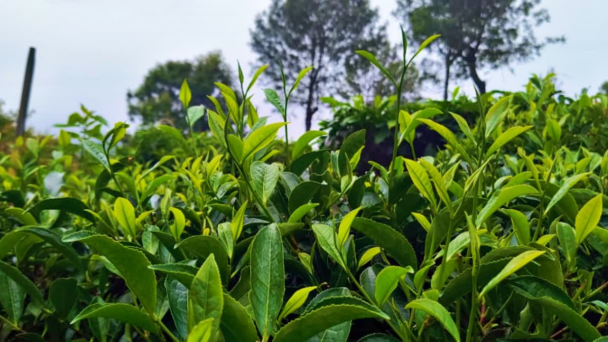 Himachal Weather Impact on Kangra Tea Production