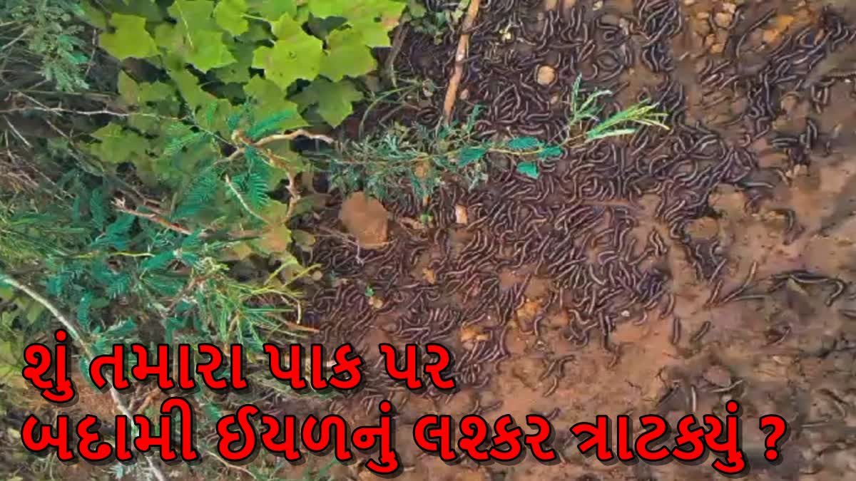 બદામી રંગની ઇયળનું લશ્કર