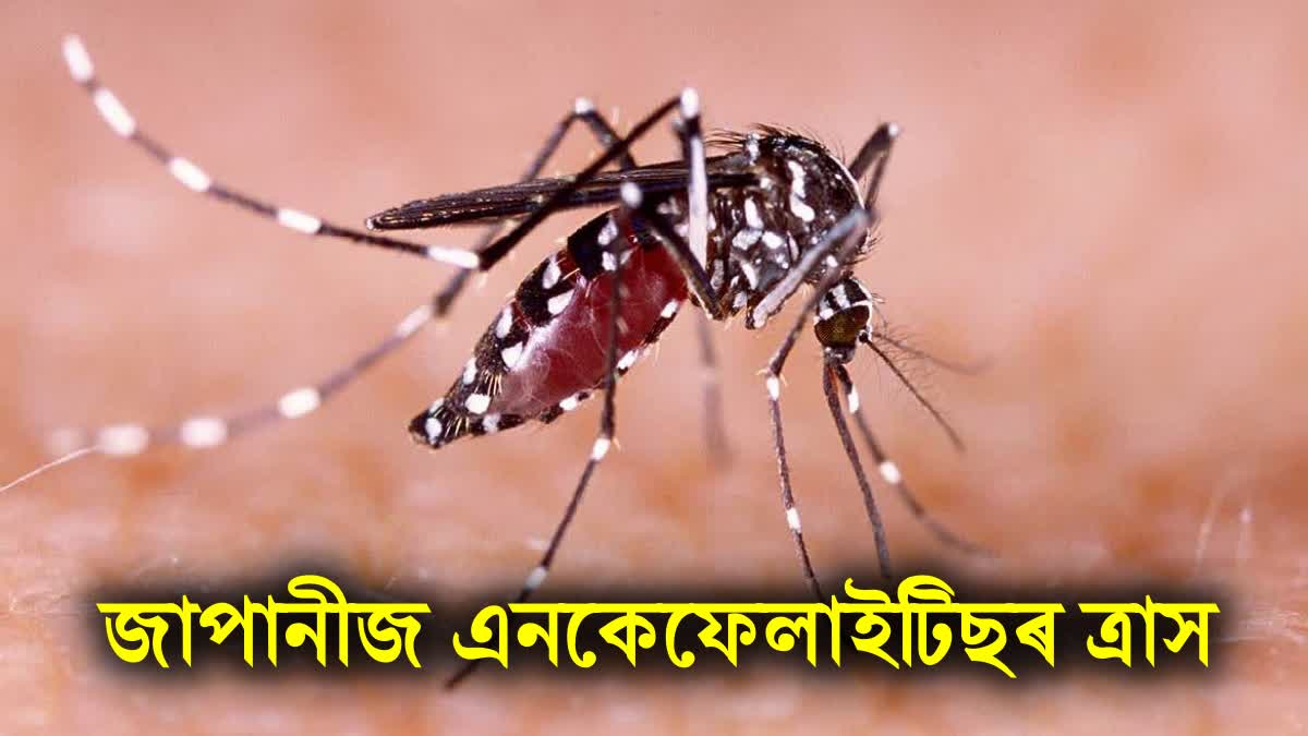 JE OUTBREAK IN ASSAM