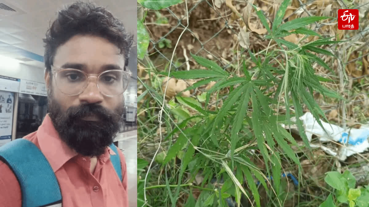 குற்றம் சுமத்தப்பட்ட நபர் மற்றும் கஞ்சா செடி