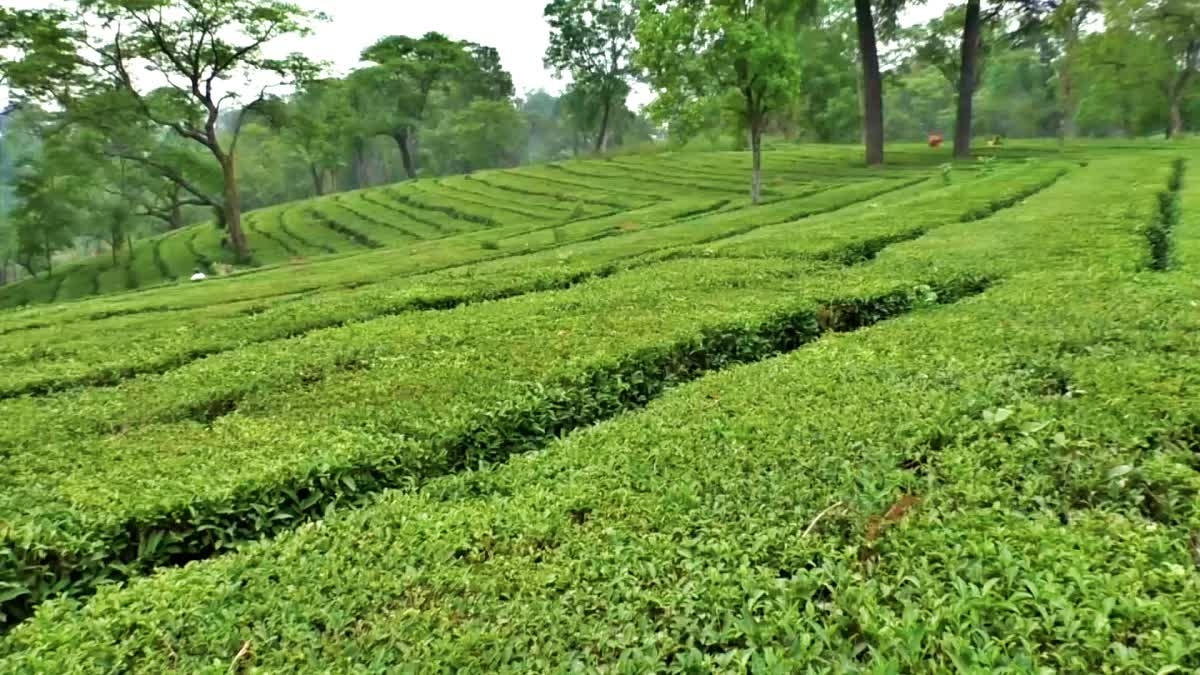 Himachal Weather Impact on Kangra Tea Production