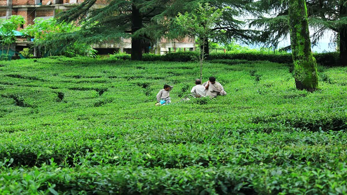 Himachal Weather Impact on Kangra Tea Production