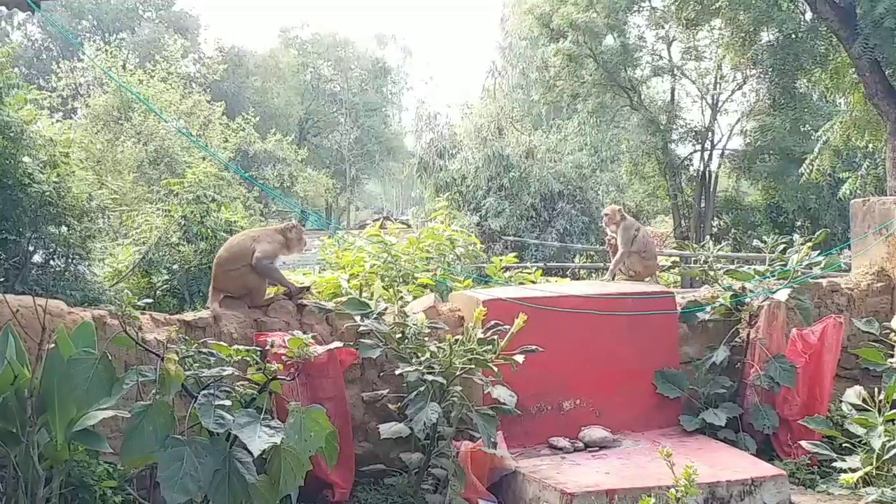 MONKEYS ATTACKING PEOPLE