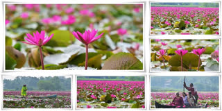 Kollad village has been waking up to a mesmerising sight for the past few days as the Water Lilies in spring have once again come into full bloom