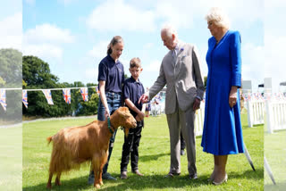 Take That! Royal Title Bestowed On Rare Golden Goat Breed By King Charles III