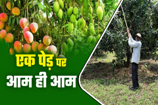 mangoes 7 varieties on single tree