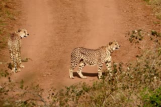 cheetah_sancharam