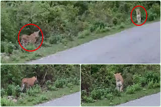 leopards in Champawat